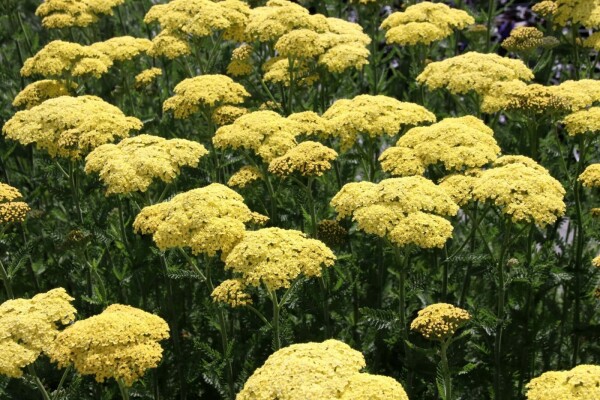 Röllika Achillea filipendulina 'Credo' 5-10 i kruka P9 Achillea filipendulina 'Credo'