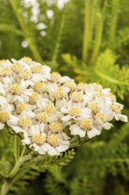 Rölleka Achillea millefolium 5-10 i kruka P9 Achillea millefolium