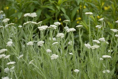 Rölleka Achillea millefolium 5-10 i kruka P9 Achillea millefolium