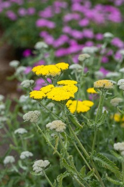 Gulröllika Achillea clypeolata 'Moonshine' 5-10 i kruka P9 Achillea clypeolata 'Moonshine'