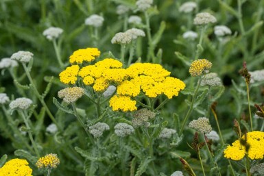 Gulröllika Achillea clypeolata 'Moonshine' 5-10 i kruka P9 Achillea clypeolata 'Moonshine'