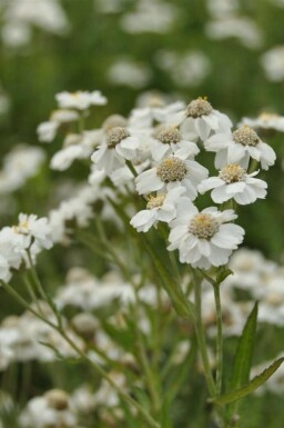 Vitpytta Achillea ptarmica 5-10 i kruka P9 Achillea ptarmica