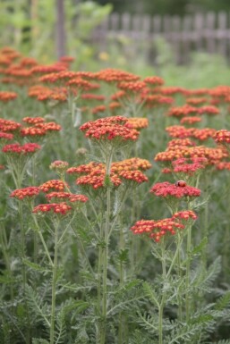 Rölleka Achillea millefolium 'Safran' 5-10 i kruka P9 Achillea millefolium 'Safran'