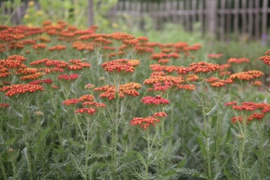 Achillea millefolium 'Safran'