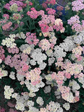 Rölleka Achillea millefolium 'Summer Pastels' 5-10 i kruka P9 Achillea millefolium 'Summer Pastels'