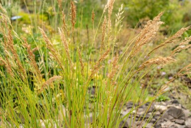 Silvergräs Achnatherum calamagrostis 5-10 i kruka P9 Achnatherum calamagrostis