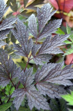 Silverax Actaea simplex 'Chocoholic' 5-10 i kruka P9 Actaea simplex 'Chocoholic'