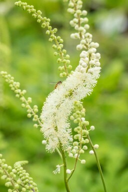 Läkesilverax Actaea racemosa 5-10 i kruka P9 Actaea racemosa