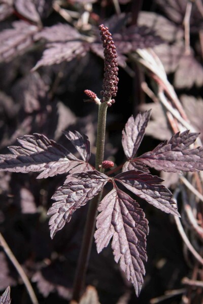 Höstsilverax Actaea simplex 'Pink Spike' 5-10 i kruka P9 Actaea simplex 'Pink Spike'