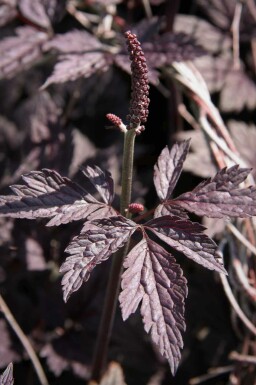 Höstsilverax Actaea simplex 'Pink Spike' 5-10 i kruka P9 Actaea simplex 'Pink Spike'