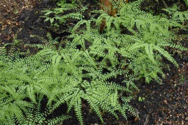 Venushår Adiantum pedatum 5-10 i kruka P9 Adiantum pedatum