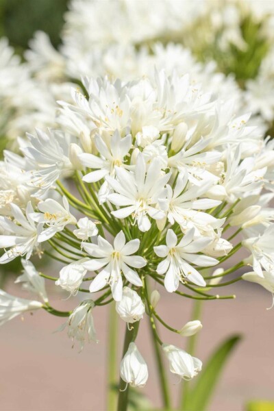 Afrikas lilja Agapanthus africanus 'Albus' 5-10 i kruka P9 Agapanthus africanus 'Albus'