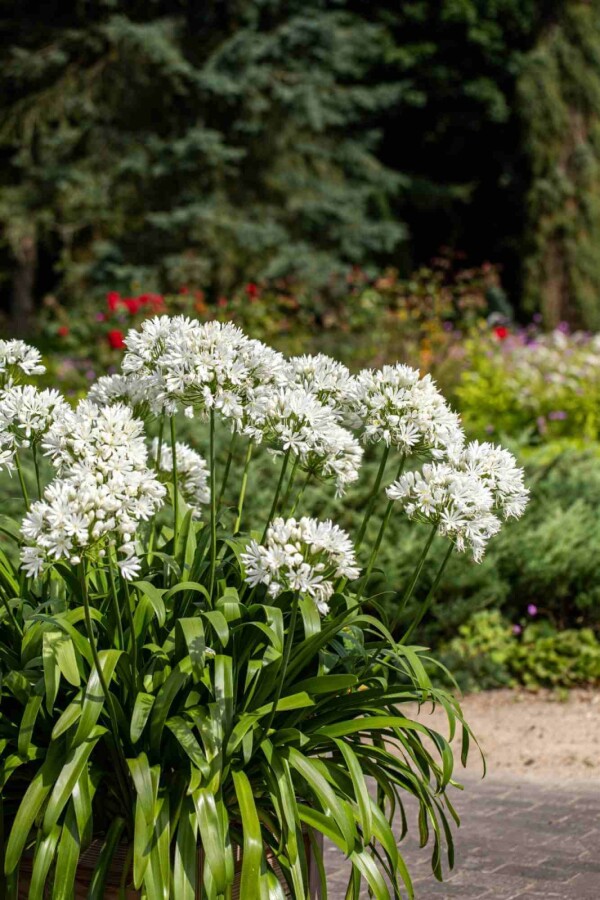 Afrikas lilja Agapanthus africanus 'Albus' 5-10 i kruka P9 Agapanthus africanus 'Albus'