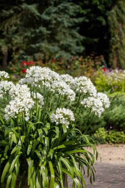 Agapanthus africanus 'Albus'