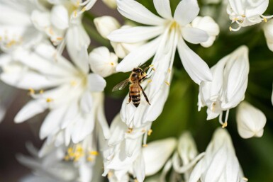 Afrikas lilja Agapanthus africanus 'Albus' 5-10 i kruka P9 Agapanthus africanus 'Albus'
