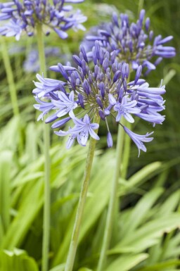 Agapanthus africanus