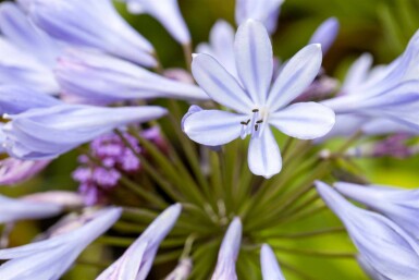 Agapanthus africanus