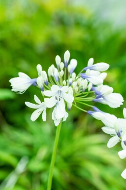 Agapanthus africanus 'Twister'