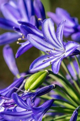 Afrikas blå lilja Agapanthus hybride 'Northern Star' 5-10 i kruka P9 Agapanthus hybride 'Northern Star'