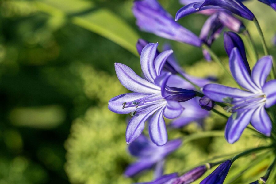 Afrikas blå lilja Agapanthus hybride 'Northern Star' 5-10 i kruka P9 Agapanthus hybride 'Northern Star'