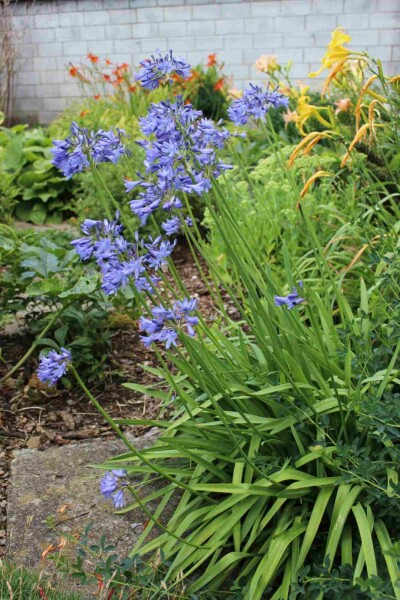 Afrikas blå lilja Agapanthus africanus 'Peter Pan' 5-10 i kruka P9 Agapanthus africanus 'Peter Pan'