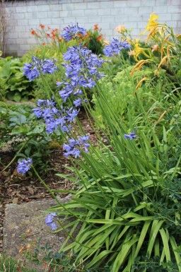 Agapanthus africanus 'Peter Pan'