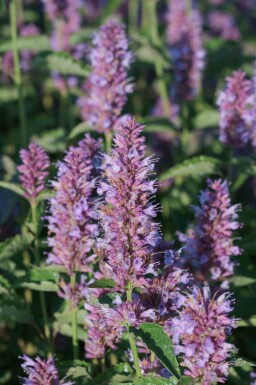 Anisisop Agastache rugosa 'Beelicious Purple' 5-10 i kruka P9 Agastache rugosa 'Beelicious Purple'