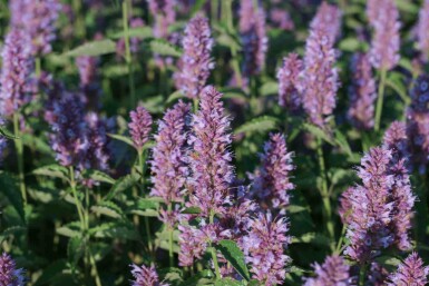 Anisisop Agastache rugosa 'Beelicious Purple' 5-10 i kruka P9 Agastache rugosa 'Beelicious Purple'