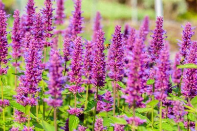 Anisisop Agastache rugosa 'Blue Boa' 5-10 i kruka P9 Agastache rugosa 'Blue Boa'