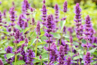 Agastache rugosa 'Blue Boa'