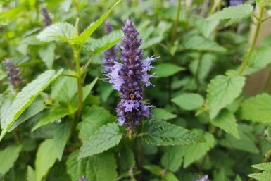 Anisisop Agastache rugosa 'Little Adder' 5-10 i kruka P9 Agastache rugosa 'Little Adder'