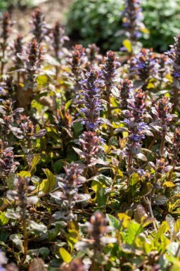 Revsuga Ajuga reptans 'Braunherz' 5-10 i kruka P9 Ajuga reptans 'Braunherz'