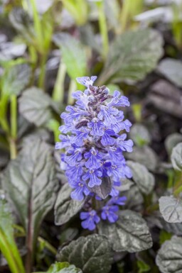 Revsuga Ajuga reptans 'Braunherz' 5-10 i kruka P9 Ajuga reptans 'Braunherz'