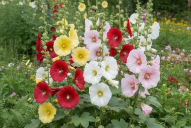 Stockros Alcea ficifolia 5-10 i kruka P9 Alcea ficifolia