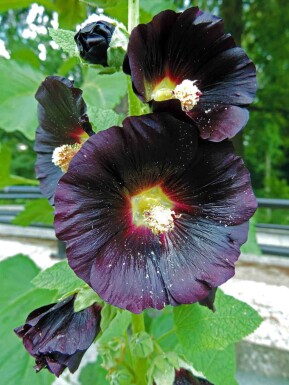Stockros Alcea rosea 'Nigra' 5-10 i kruka P9 Alcea rosea 'Nigra'