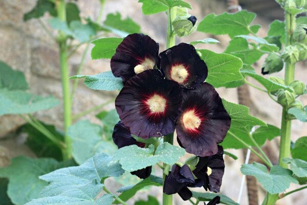 Alcea rosea 'Nigra'