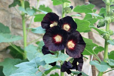 Stockros Alcea rosea 'Nigra' 5-10 i kruka P9 Alcea rosea 'Nigra'