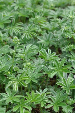 Fjällkåpa Alchemilla alpina 5-10 i kruka P9 Alchemilla alpina