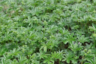 Fjällkåpa Alchemilla alpina 5-10 i kruka P9 Alchemilla alpina