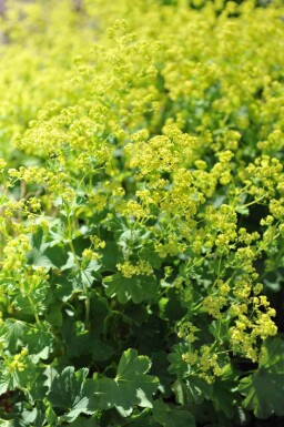 Alchemilla epipsila