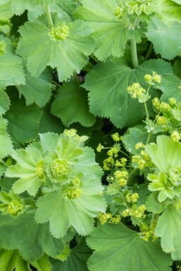 Daggkåpa Alchemilla vulgaris 5-10 i kruka P9 Alchemilla vulgaris