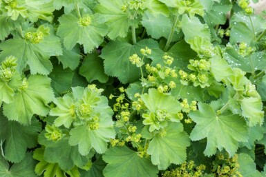Daggkåpa Alchemilla vulgaris 5-10 i kruka P9 Alchemilla vulgaris
