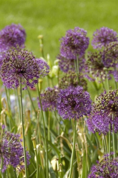 Jättelök Allium giganteum 5-10 i kruka P9 Allium giganteum