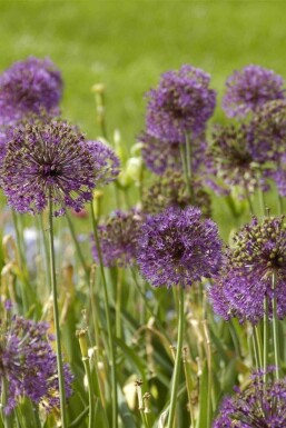Jättelök Allium giganteum 5-10 i kruka P9 Allium giganteum