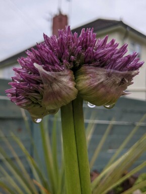 Prydnadslök Allium senescens ‘Lavender Bubbles’ 5-10 i kruka P9 Allium senescens ‘Lavender Bubbles’