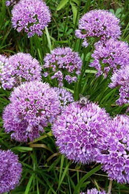 Allium senescens 'Millenium'