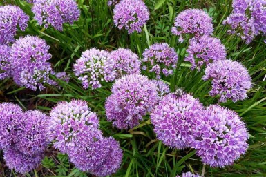 Prydnadslök Allium senescens 'Millenium' 5-10 i kruka P9 Allium senescens 'Millenium'