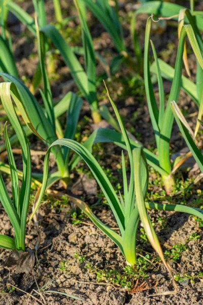 Vitlök Allium sativum 5-10 i kruka P9 Allium sativum