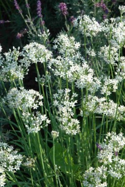 Allium tuberosum