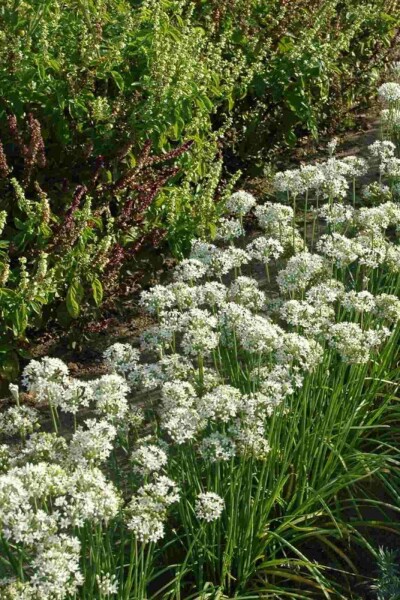 Allium tuberosum